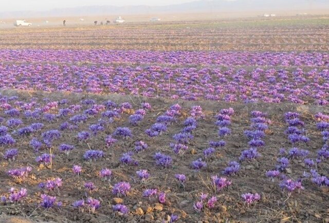 کشاورزان خلیل‌آبادی مزارع زعفران را رها کرده‌اند
