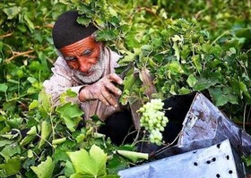 ۹۰ درصد اقتصاد و درآمد خلیل‌آباد بر پایه فعالیت کشاورزی است