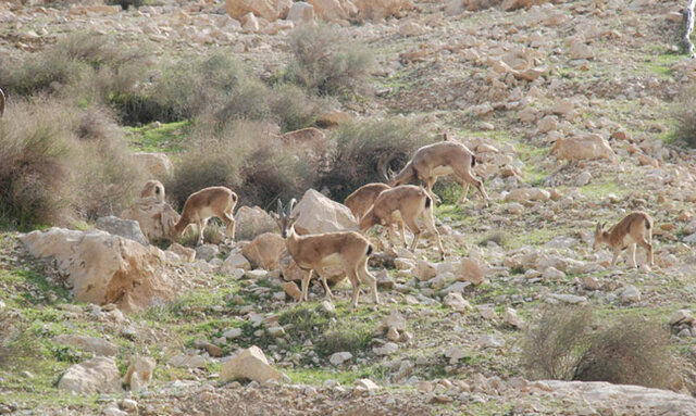  فضای مجازی؛ عاملان کشتار حیات‌وحش را به چنگال قانون سپرد