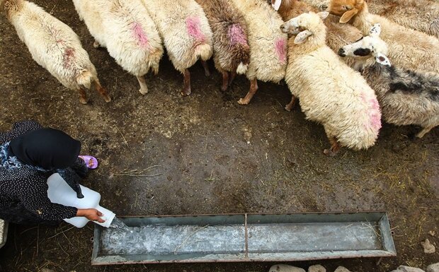 عکس تزئینی است مهار دام های قاچاق در مرز سردشت