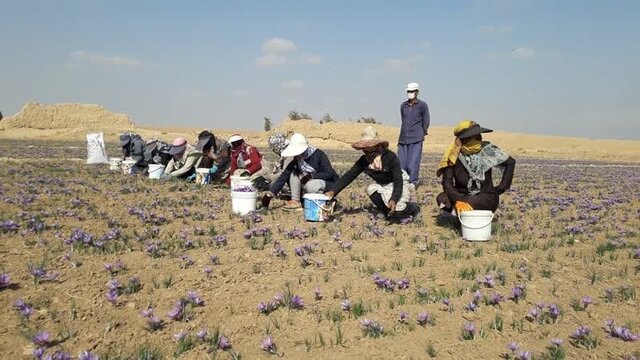 تولید حدود ۱۱ تن زعفران خشک در نیشابور/تغییر اقلیم تولید زعفران را ۶۰ درصد کاهش داد تولید حدود ۱۱ تن زعفران خشک در نیشابور/تغییر اقلیم تولید زعفران را ۶۰ درصد کاهش داد