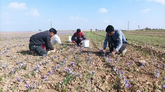 تولید حدود ۱۱ تن زعفران خشک در نیشابور/تغییر اقلیم تولید زعفران را ۶۰ درصد کاهش داد