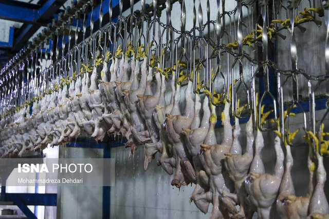 تولید بیش از ۱۶۰ هزار تن گوشت مرغ در خراسان رضوی تولید بیش از ۱۶۰ هزار تن گوشت مرغ در خراسان رضوی