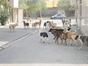 سگ‌های بلاصاحب معضلی جدی در خواف