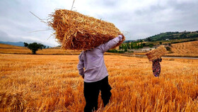 افزایش ۱۳ درصدی خرید گندم در نیشابور