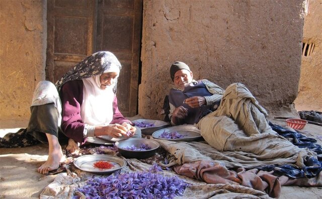 رونق کشاورزی و اشتغال پایدار در زعفرانیترین روستای جهان