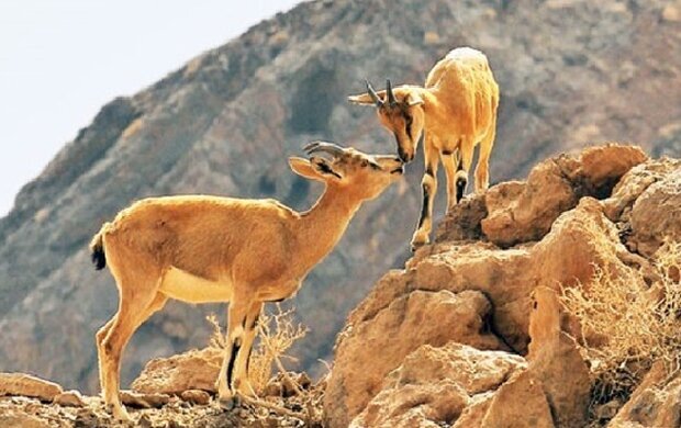 تنوع زیستی هزار مسجد؛ زمینهای برای رونق گردشگری