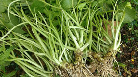 ادویه ژاپنی ناجی سلامت مغزی افراد مسن شد