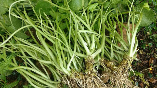 ادویه ژاپنی ناجی سلامت مغزی افراد مسن شد