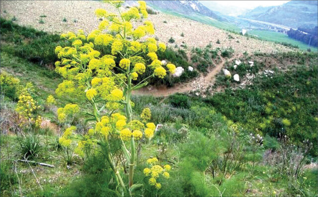 گیاهی که هر هکتار آن درآمد میلیاردی برای کشاورز دارد