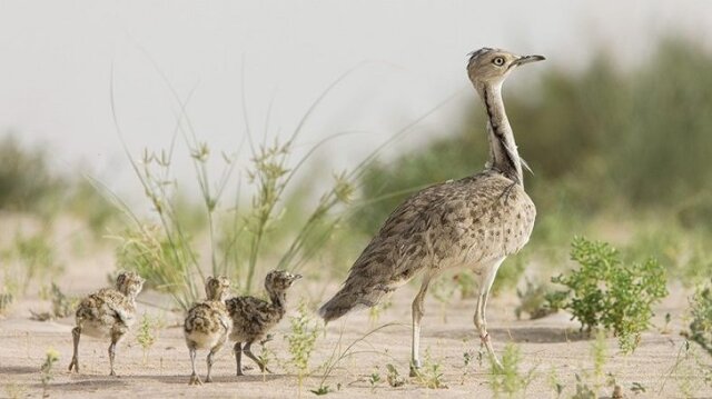 قاچاق طنازان کویر ایران به کشورهای عربی حاشیه خلیج فارس