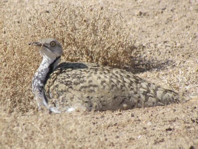 قاچاق طنازان کویر ایران به کشورهای عربی حاشیه خلیج فارس