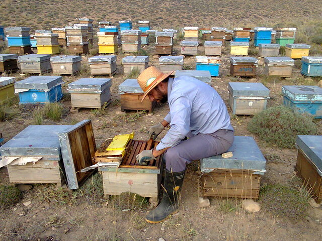 اثرات مخرب امواج رادیویی بر زنبورستانها اثرات مخرب امواج رادیویی بر زنبورستانها