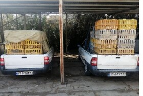توقیف دو خودروی حامل مرغ تخم‌گذار در شهرستان کوهسرخ