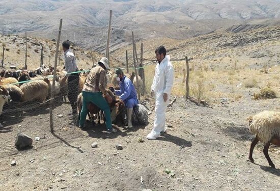 افزایش ابتلا به تب مالت با مصرف آغوز افزایش ابتلا به تب مالت با مصرف آغوز