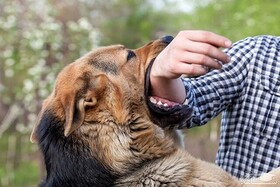 دامپزشکی سبزوار در خصوص افزایش حیوان گزیدگی و هاری هشدار داد