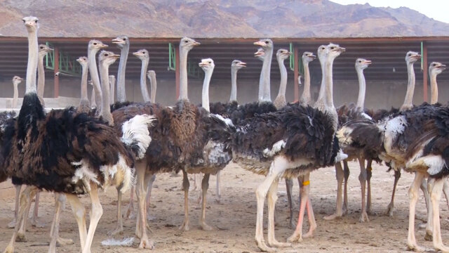 پیشبینی تولید ۲۳۰ تن گوشت شتر مرغ در یزد تا پایان امسال پیشبینی تولید ۲۳۰ تن گوشت شتر مرغ در یزد تا پایان امسال