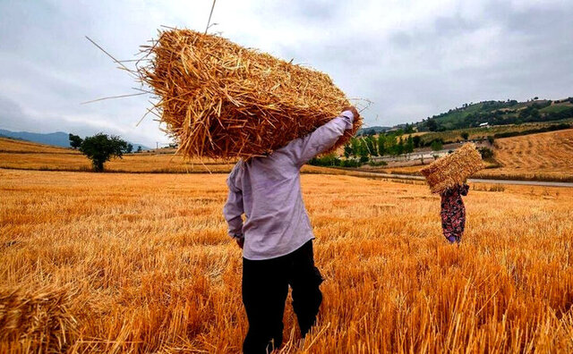 آماده سازی ۱۴ سیلو برای خرید گندم مازاد بر نیاز زارعین در آذربایجانغربی آماده سازی ۱۴ سیلو برای خرید گندم مازاد بر نیاز زارعین در آذربایجانغربی