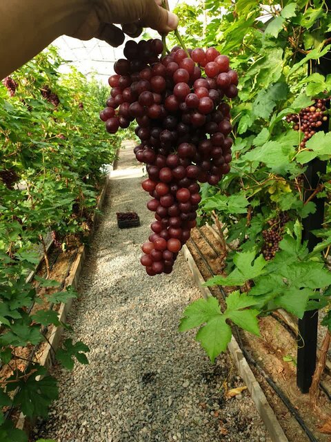 تبدیل گلخانههای از کار افتاده به گلخانه میوه خارج فصل