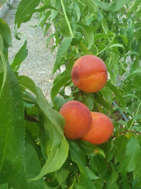 تبدیل گلخانههای از کار افتاده به گلخانه میوه خارج فصل