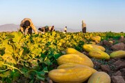 توسعه کشت خربزه محلی در هویزه به ۹۰ هکتار