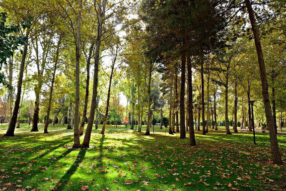 عکس آرشیوی است. اقاقیا و زبان گنجشک؛ بیشترین گونههای درختی در خیابانهای مشهد