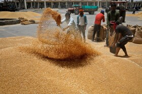 دومینوی کاهش شاخص قیمت جهانی مواد غذایی