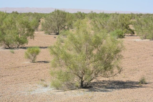 ایجاد جنگل‌های دست کاشت برای حفاظت از  آبادی‌ها در برابر گرد و غبار