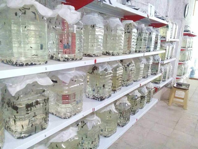 خواص درمانی زالو در طب سنتی