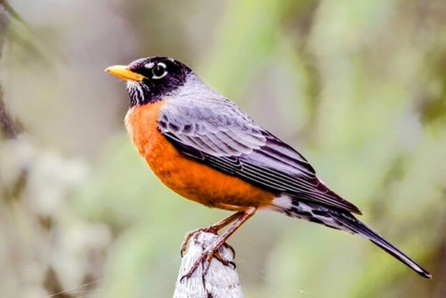 خداحافظی گونههای جانوری از شهرها خداحافظی گونههای جانوری از شهرها