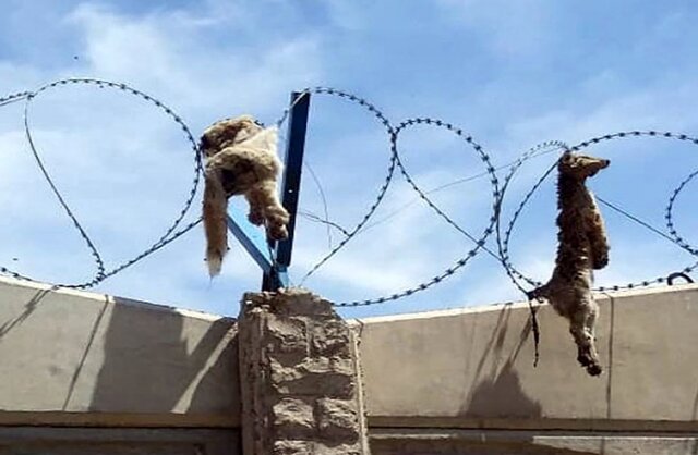 وقتی فکری برای معضل سگهای ولگرد نمیشود منجر به حیوان آزاری میشود