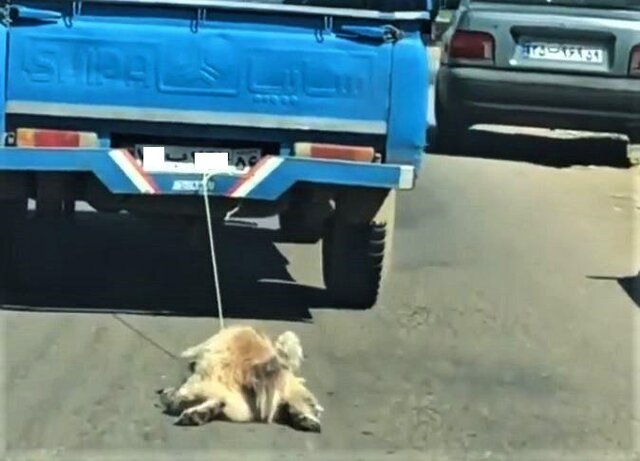 وقتی فکری برای معضل سگهای ولگرد نمیشود منجر به حیوان آزاری میشود وقتی فکری برای معضل سگهای ولگرد نمیشود منجر به حیوان آزاری میشود