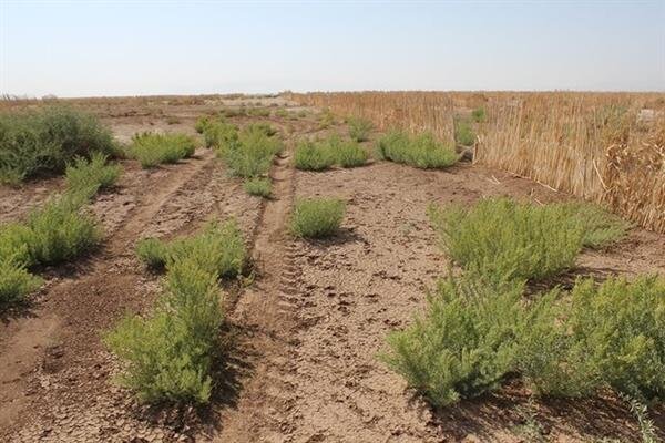خشکسالی مراتع خلیلآباد را فقیر کرد/بیمه جبران خسارت نمیکند