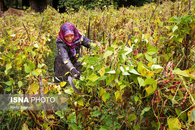 توانمندسازی زنان روستایی، نقش مهمی در توسعه جوامع روستایی دارد توانمندسازی زنان روستایی، نقش مهمی در توسعه جوامع روستایی دارد