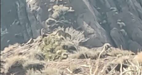 هشدار به شکارچیان؛ از منطقه کوهسرخ خارج شوید