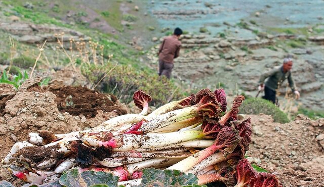 چهارمین جشنواره ریواس و سبزیهای بومی در کوهسرخ برگزار شد
