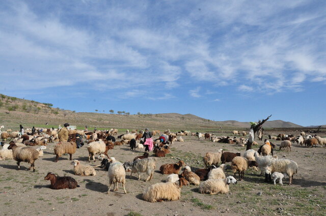 آیین سنتی پخت «شیربرنج» در روستای توندر