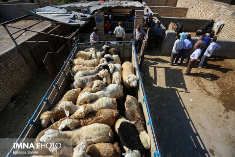 هرگونه جابه جایی دام بدون اخذ مجوز در تربت جام ممنوع شد هرگونه جابه جایی دام بدون اخذ مجوز در تربت جام ممنوع شد