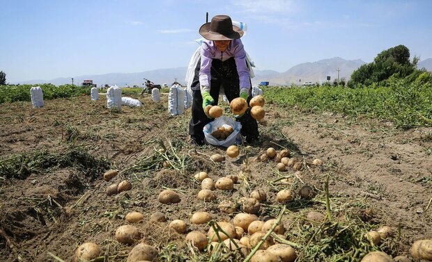 امنیت غذایی از اولویتهای مهم دولت شهید رئیسی بود امنیت غذایی از اولویتهای مهم دولت شهید رئیسی بود