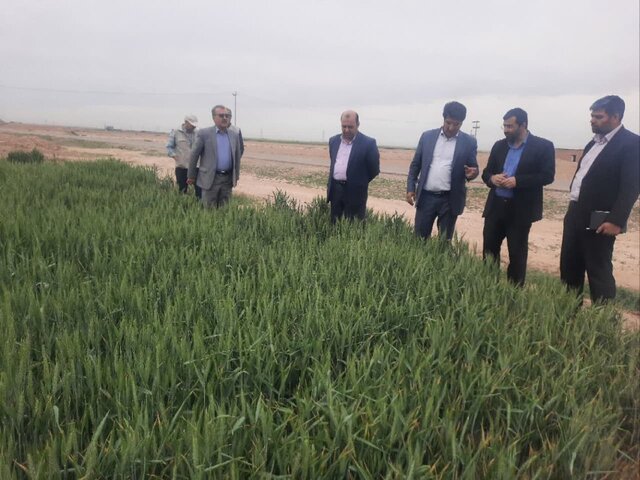 فعالیت بالای آفت شته در مزارع فیروزه فعالیت بالای آفت شته در مزارع فیروزه