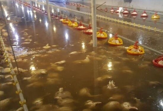 رعایت تمهیدات لازم در واحدهای مرغداری در زمان بارندگیهای شدید و سیل رعایت تمهیدات لازم در واحدهای مرغداری در زمان بارندگیهای شدید و سیل