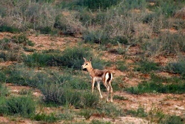 زادآوری آهو در منطقه شکار ممنوع نوبهار زادآوری آهو در منطقه شکار ممنوع نوبهار
