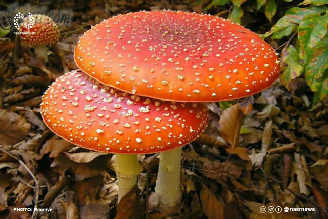 هشدارها در رابطه با قارچهای سمی را جدی بگیرید