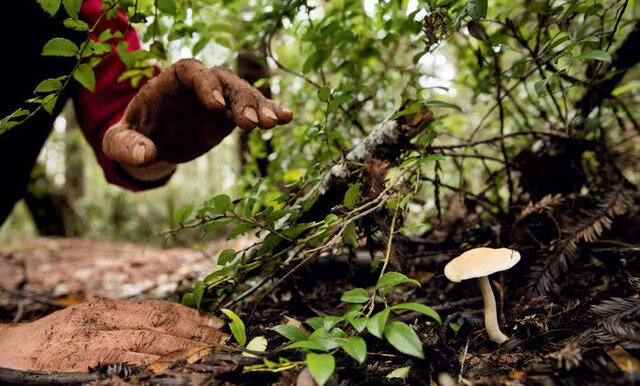 هشدارها در رابطه با قارچهای سمی را جدی بگیرید