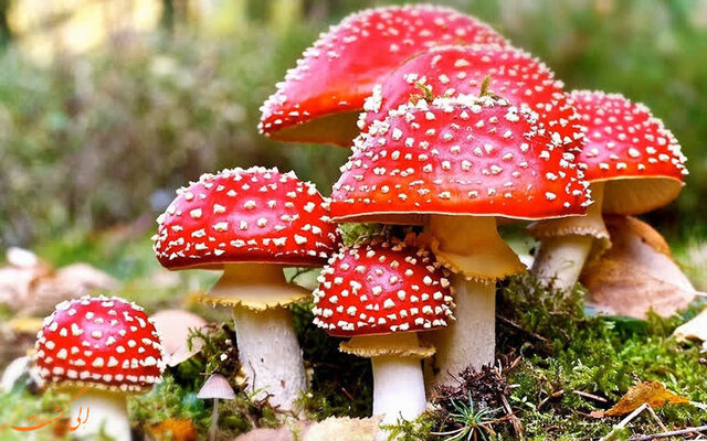هشدارها در رابطه با قارچهای سمی را جدی بگیرید