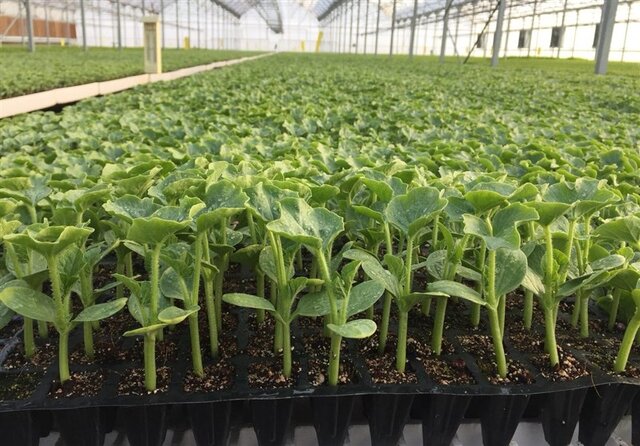 عکس از آرشیو است تولید ۲.۵ میلیون نشاء محصولات مختلف به صورت مکانیزه در گلخانه کوهسرخ