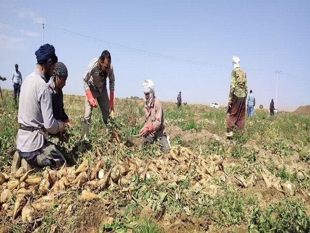 پرداخت به موقع مطالبات عامل افزایش کشت محصولات است