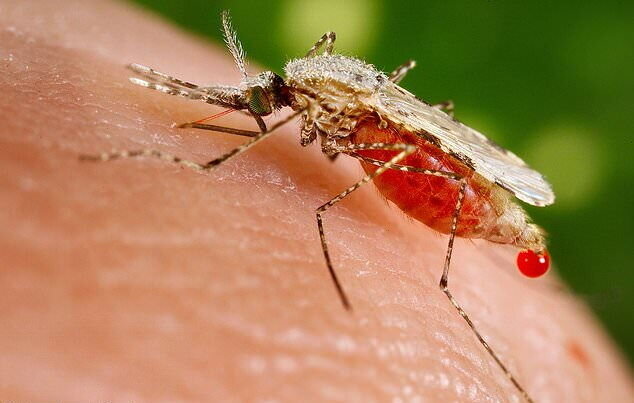 تشخیص یک مورد جدید از بیماری مالاریا در نیشابور