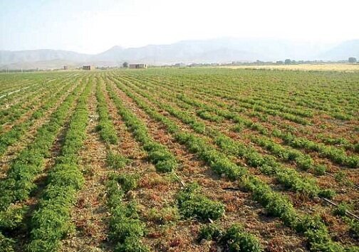 تأثیرگذاری توسعه و تقویت کشت گونههای گیاهی در بهبود معیشت بهرهبرداران تایبادی تأثیرگذاری توسعه و تقویت کشت گونههای گیاهی در بهبود معیشت بهرهبرداران تایبادی