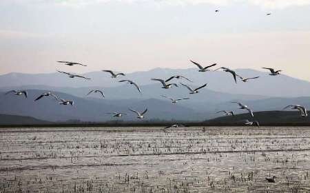 آبگیرهای مه‌ولات مکان امنی برای انواع پرندگان مهاجر